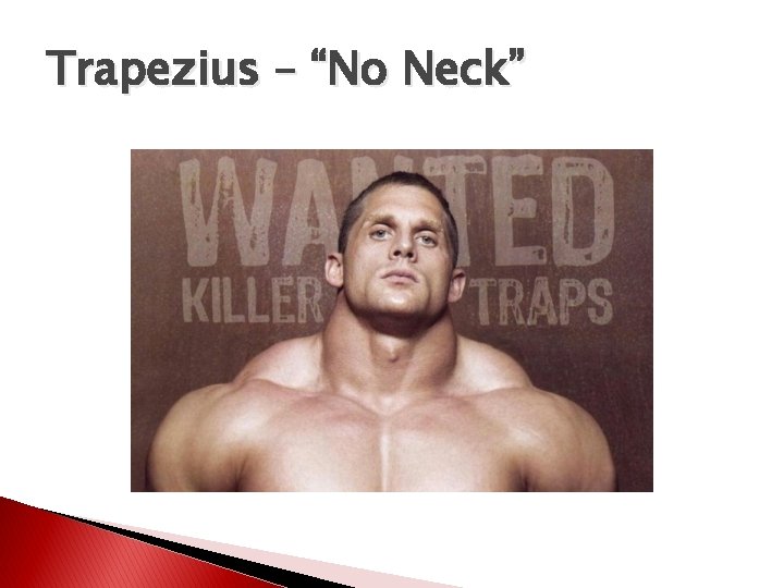 Trapezius – “No Neck” 