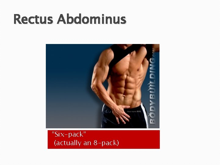 Rectus Abdominus “Six-pack” (actually an 8 -pack) 