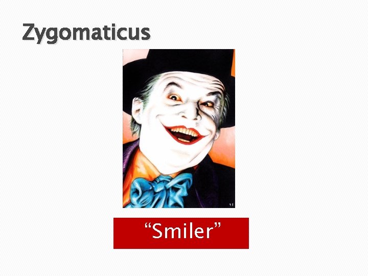 Zygomaticus “Smiler” 