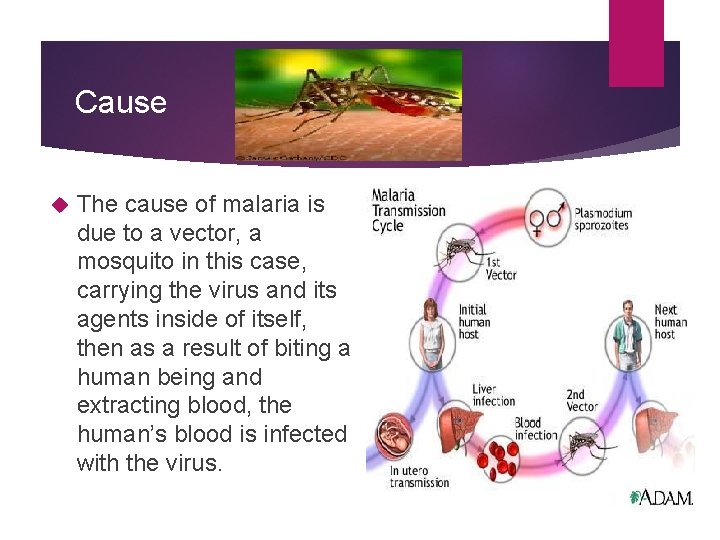 Cause The cause of malaria is due to a vector, a mosquito in this