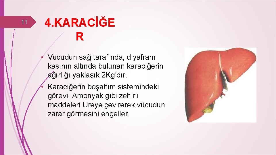 11 4. KARACİĞE R • Vücudun sağ tarafında, diyafram kasının altında bulunan karaciğerin ağırlığı