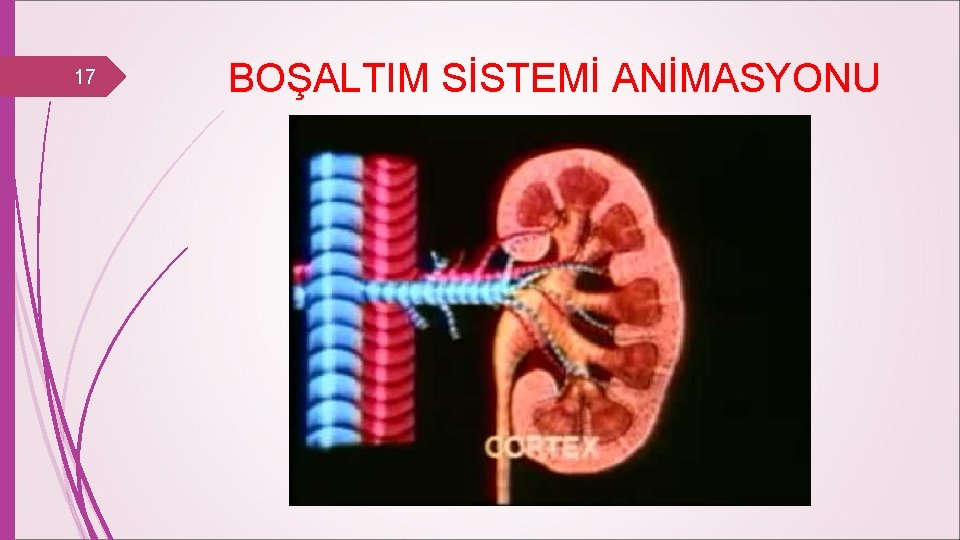 17 BOŞALTIM SİSTEMİ ANİMASYONU 