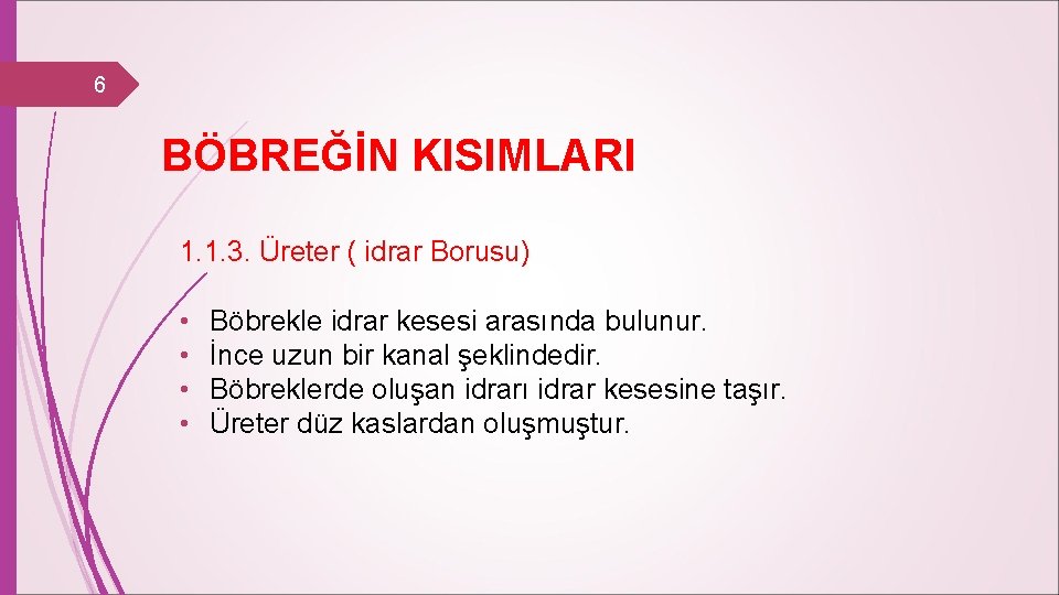 6 BÖBREĞİN KISIMLARI 1. 1. 3. Üreter ( idrar Borusu) • • Böbrekle idrar