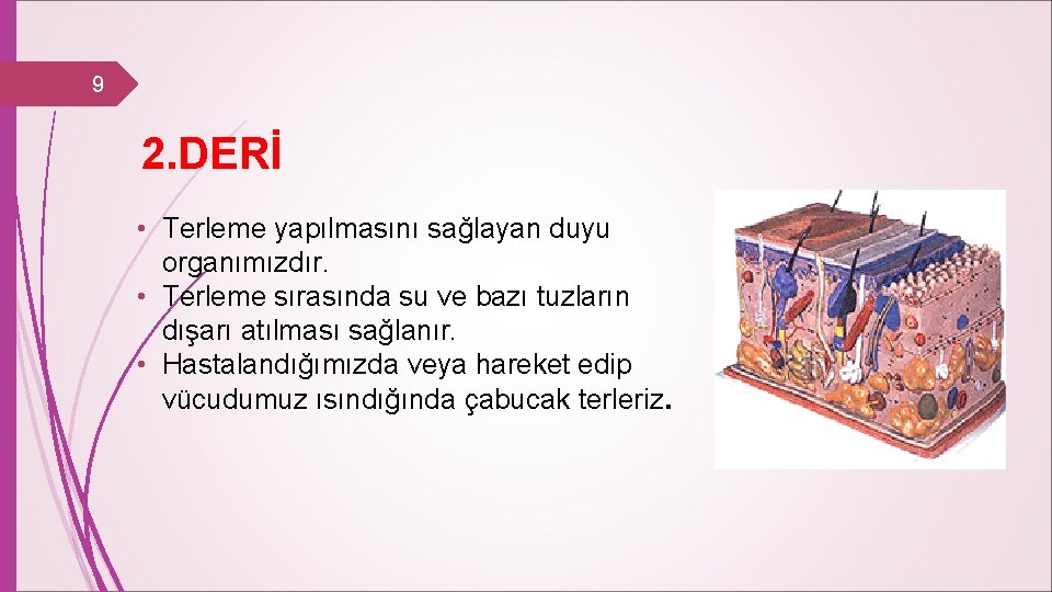 9 2. DERİ • Terleme yapılmasını sağlayan duyu organımızdır. • Terleme sırasında su ve