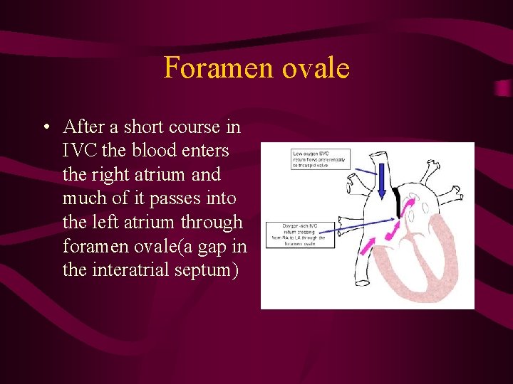 Foramen ovale • After a short course in IVC the blood enters the right