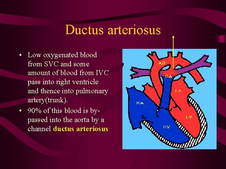 Ductus arteriosus • Low oxygenated blood from SVC and some amount of blood from