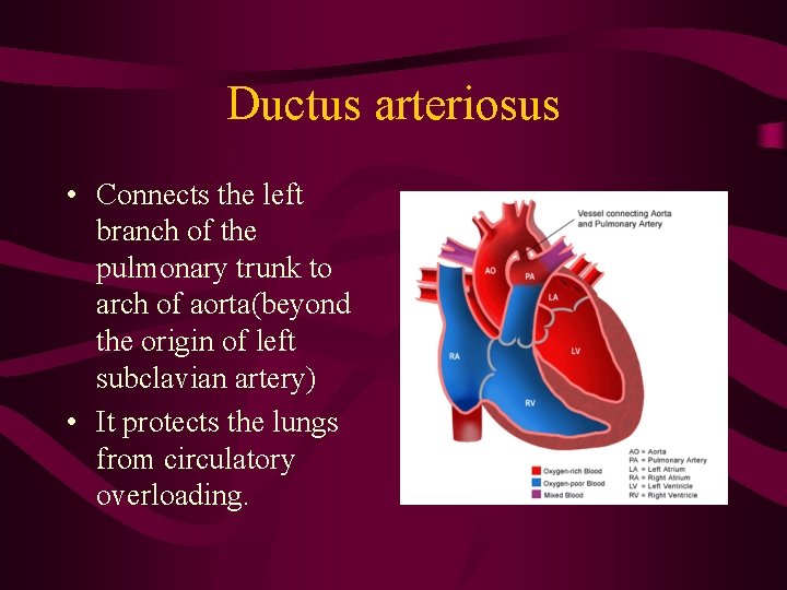 Ductus arteriosus • Connects the left branch of the pulmonary trunk to arch of