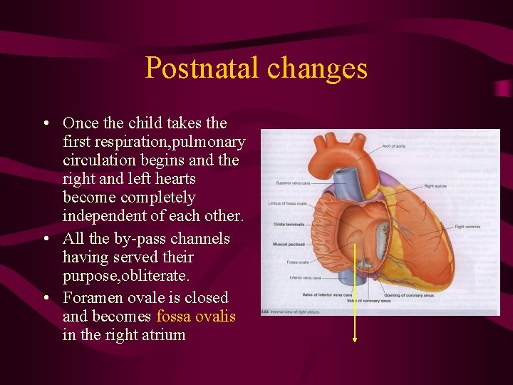 Postnatal changes • Once the child takes the first respiration, pulmonary circulation begins and