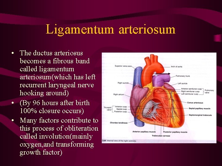 Ligamentum arteriosum • The ductus arteriosus becomes a fibrous band called ligamentum arteriosum(which has