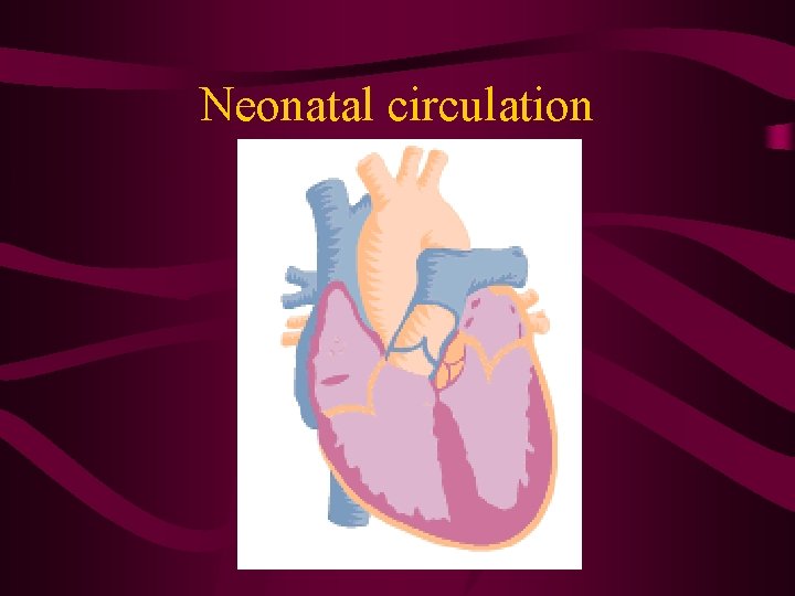 Neonatal circulation 