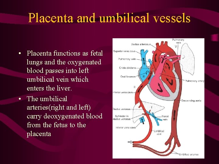 Placenta and umbilical vessels • Placenta functions as fetal lungs and the oxygenated blood