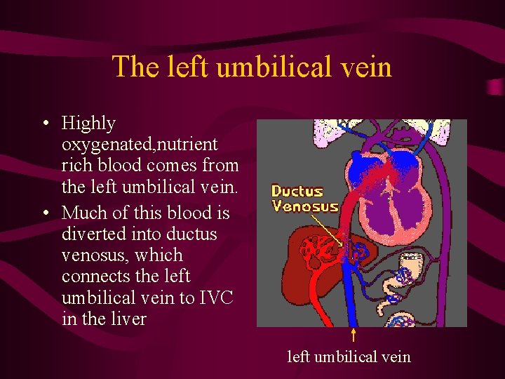 The left umbilical vein • Highly oxygenated, nutrient rich blood comes from the left