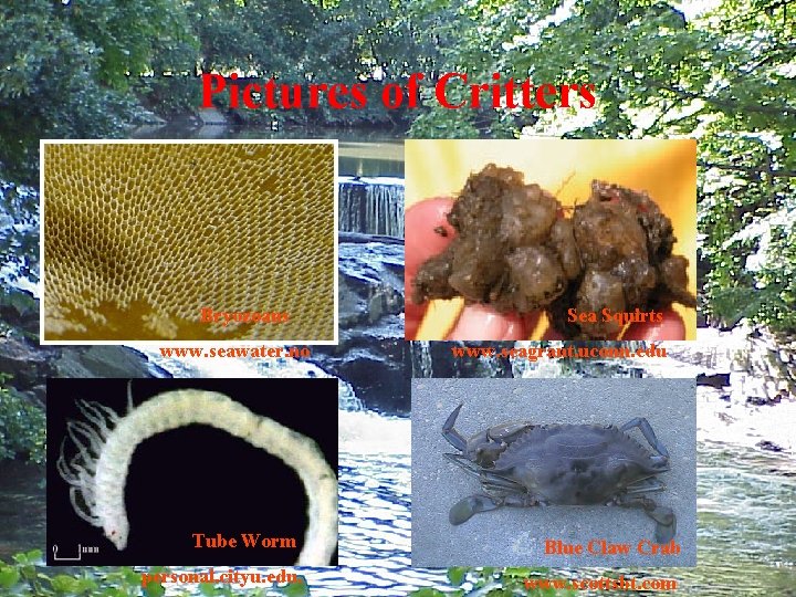 Pictures of Critters Bryozoans www. seawater. no Tube Worm personal. cityu. edu. Sea Squirts