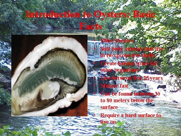 Introduction to Oysters: Basic Facts • Filter Feeders • Soft body animals that live