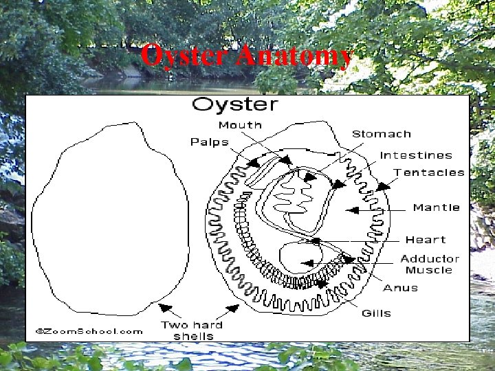 Oyster Anatomy 