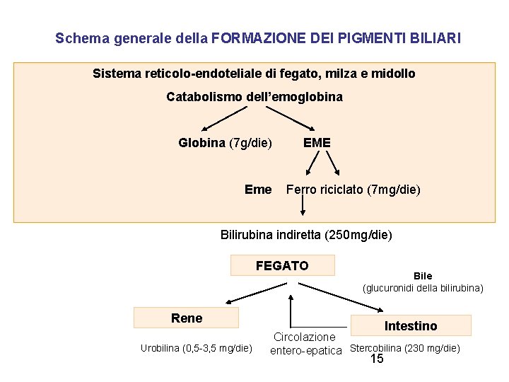 Schema generale della FORMAZIONE DEI PIGMENTI BILIARI Sistema reticolo-endoteliale di fegato, milza e midollo
