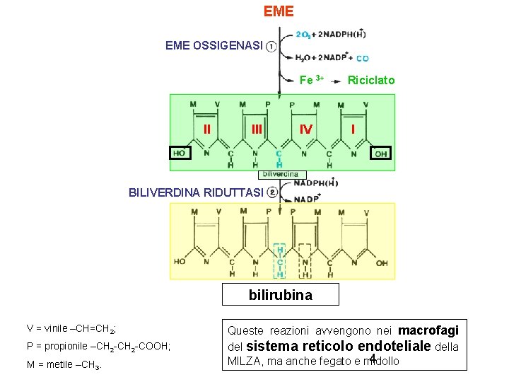 EME OSSIGENASI Fe 3+ II IV Riciclato I BILIVERDINA RIDUTTASI bilirubina V = vinile