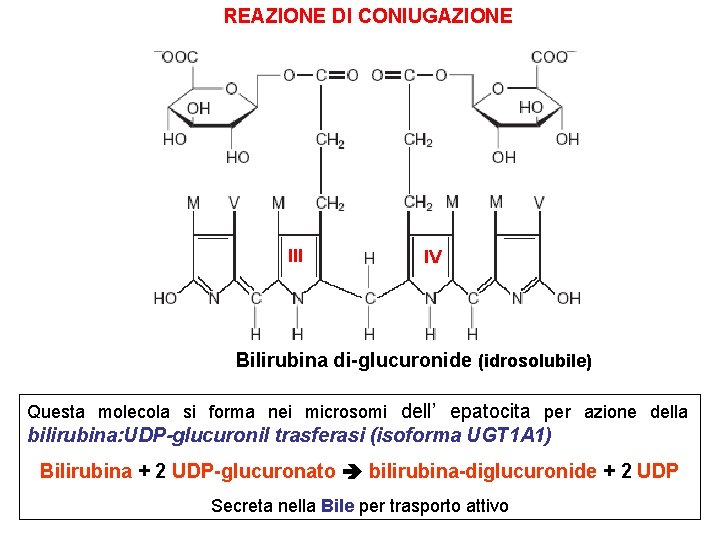 REAZIONE DI CONIUGAZIONE III IV Bilirubina di-glucuronide (idrosolubile) Questa molecola si forma nei microsomi