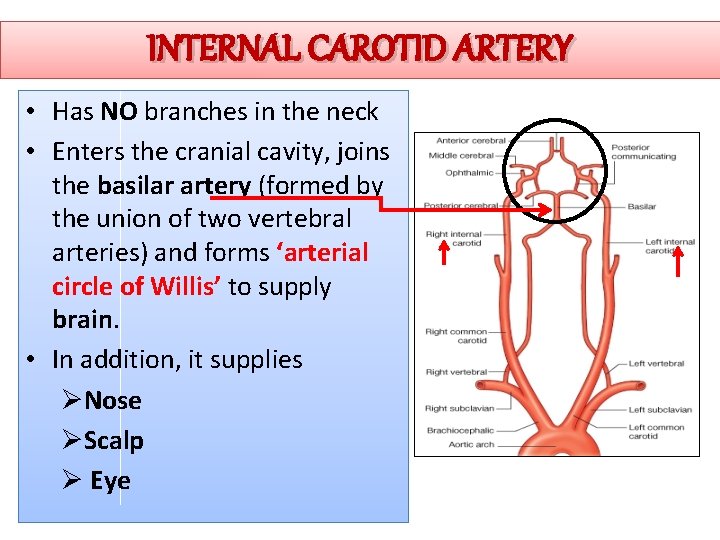 INTERNAL CAROTID ARTERY • Has NO branches in the neck • Enters the cranial
