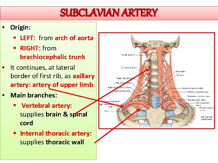 SUBCLAVIAN ARTERY • Origin: § LEFT: from arch of aorta § RIGHT: from brachiocephalic