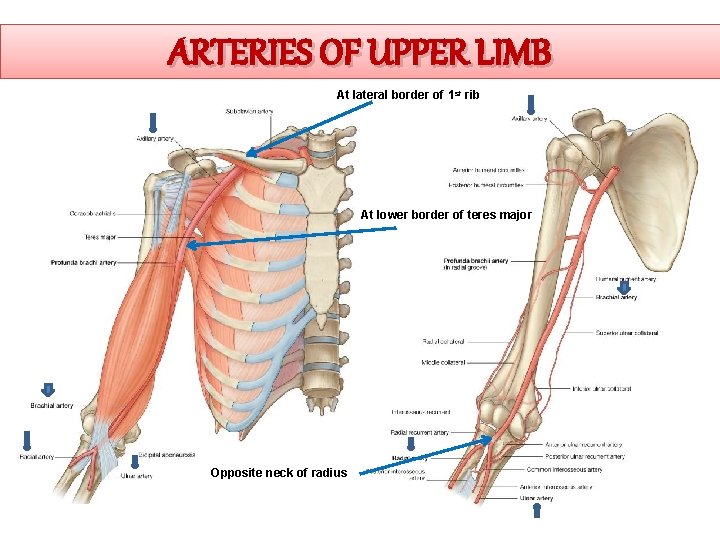 ARTERIES OF UPPER LIMB At lateral border of 1 st rib At lower border