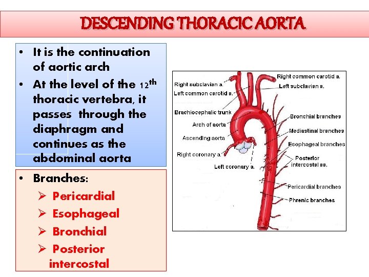 DESCENDING THORACIC AORTA • It is the continuation of aortic arch • At the