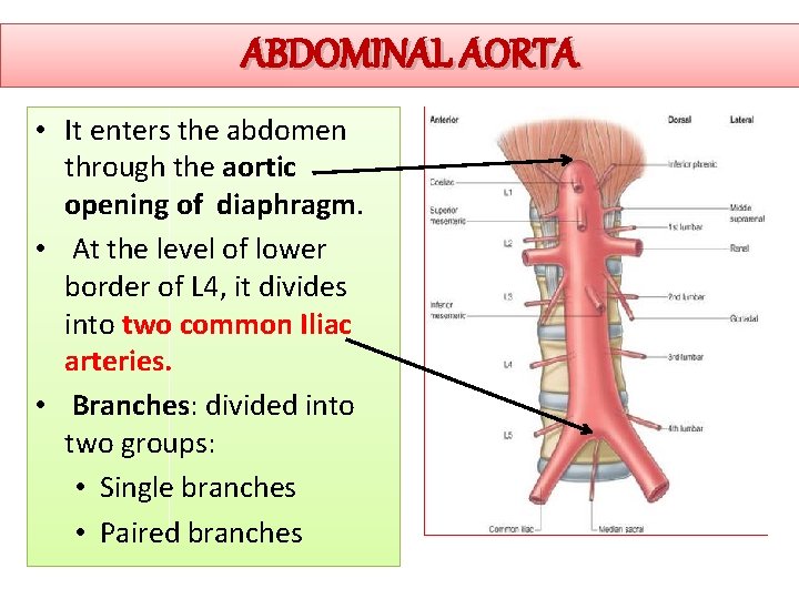 ABDOMINAL AORTA • It enters the abdomen through the aortic opening of diaphragm. •