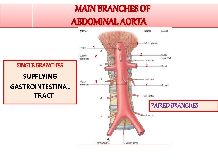 MAIN BRANCHES OF ABDOMINAL AORTA 1 1 2 2 SINGLE BRANCHES SUPPLYING GASTROINTESTINAL TRACT