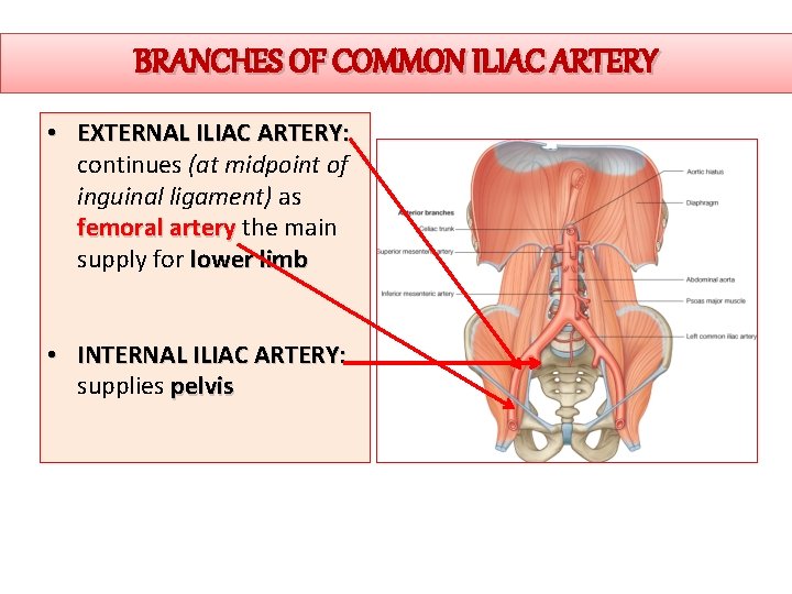 BRANCHES OF COMMON ILIAC ARTERY • EXTERNAL ILIAC ARTERY: continues (at midpoint of inguinal