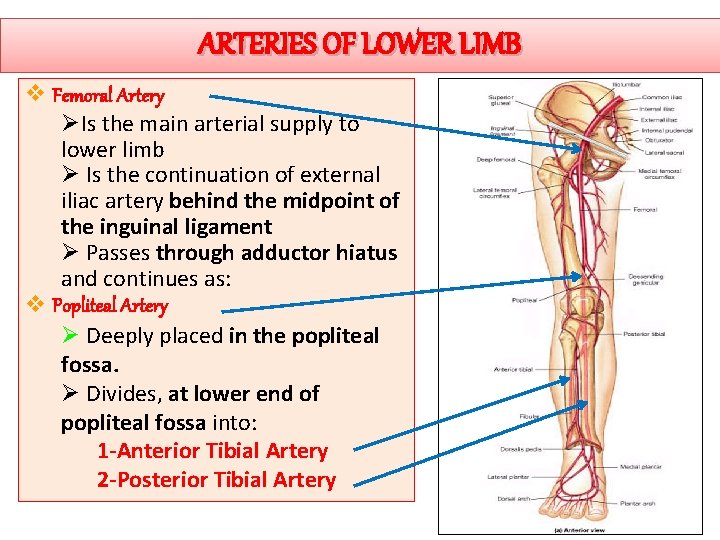 ARTERIES OF LOWER LIMB v Femoral Artery ØIs the main arterial supply to lower