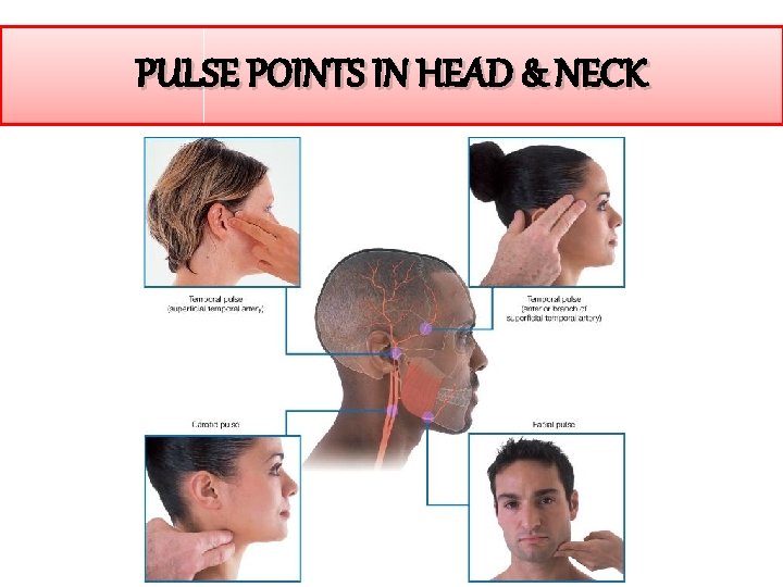 PULSE POINTS IN HEAD & NECK 