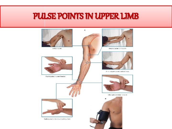 PULSE POINTS IN UPPER LIMB 