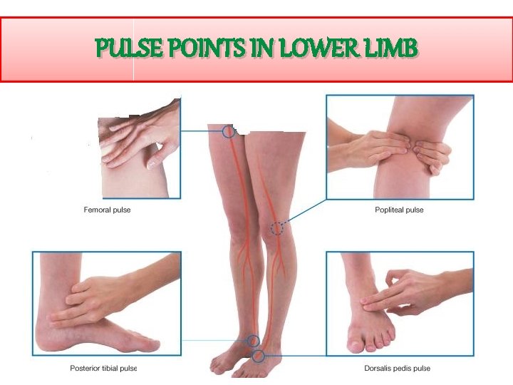 PULSE POINTS IN LOWER LIMB 