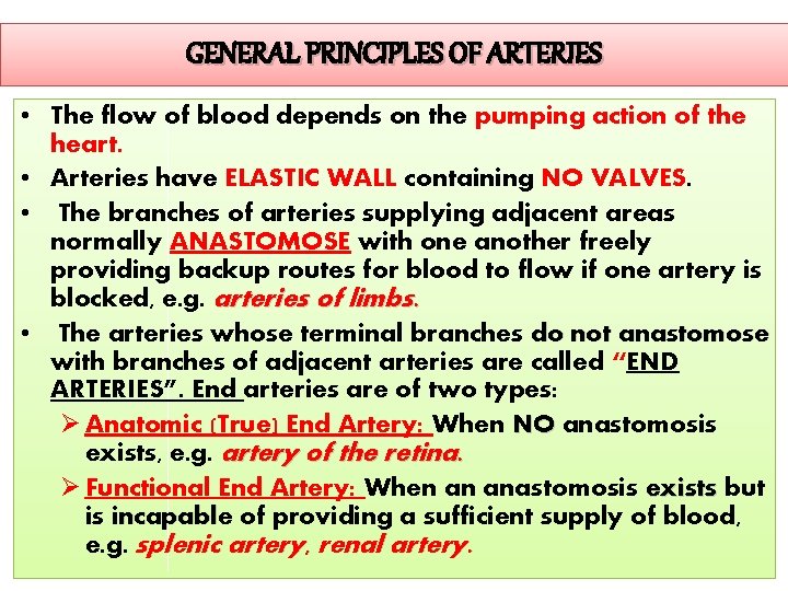GENERAL PRINCIPLES OF ARTERIES • The flow of blood depends on the pumping action