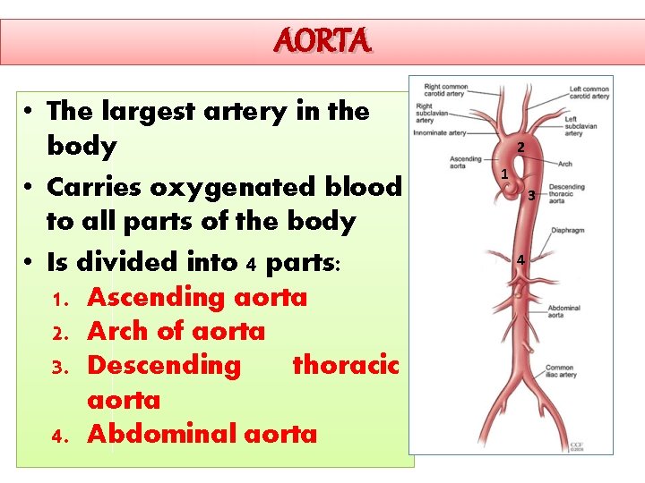 AORTA • The largest artery in the body • Carries oxygenated blood to all