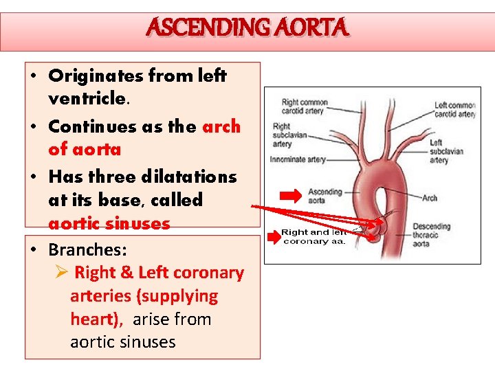 ASCENDING AORTA • Originates from left ventricle. • Continues as the arch of aorta