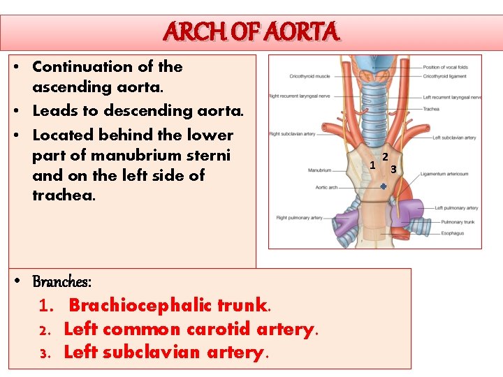 ARCH OF AORTA • Continuation of the ascending aorta. • Leads to descending aorta.