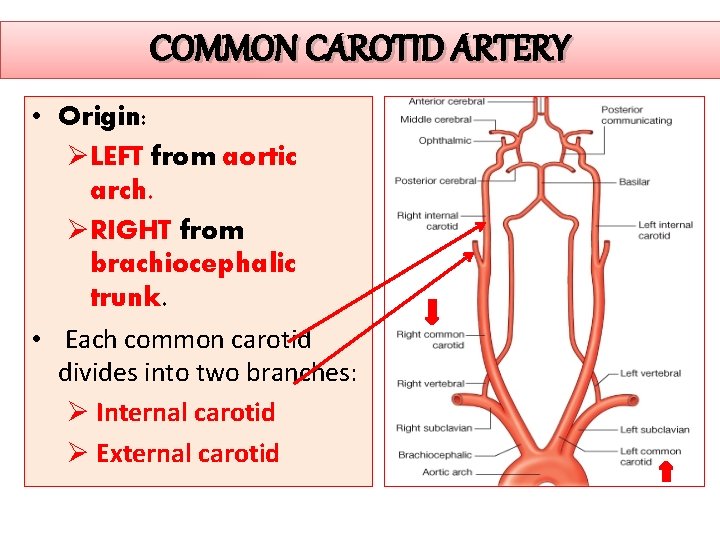 COMMON CAROTID ARTERY • Origin: ØLEFT from aortic arch. ØRIGHT from brachiocephalic trunk. •