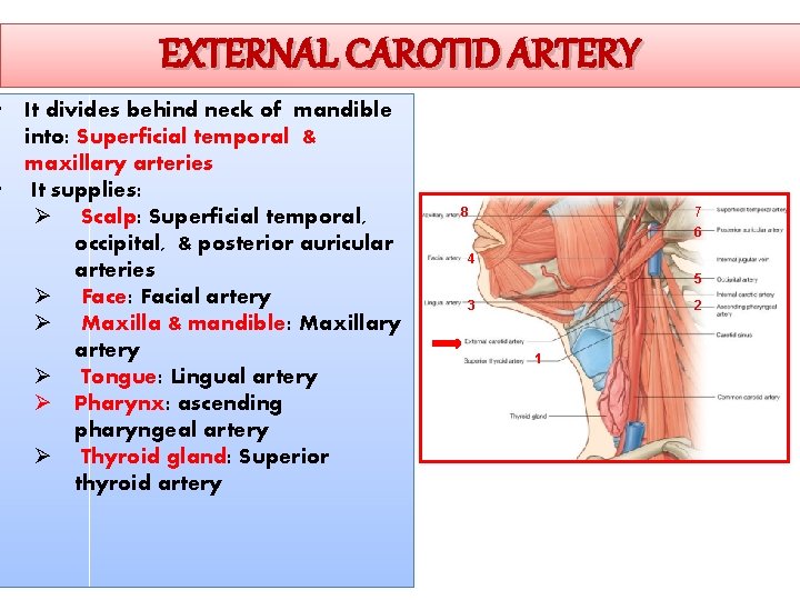 EXTERNAL CAROTID ARTERY • It divides behind neck of mandible into: Superficial temporal &