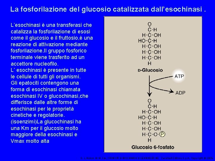 La fosforilazione del glucosio catalizzata dall’esochinasi. L’esochinasi è una transferasi che catalizza la fosforilazione