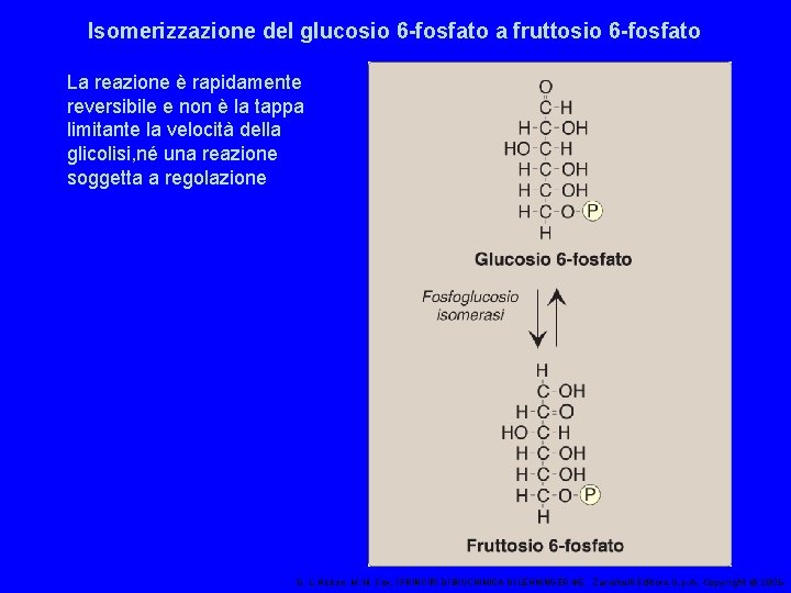 Isomerizzazione del glucosio 6 -fosfato a fruttosio 6 -fosfato La reazione è rapidamente reversibile