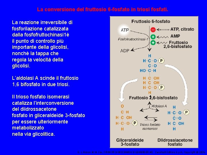 La conversione del fruttosio 6 -fosfato in triosi fosfati. La reazione irreversibile di fosforilazione