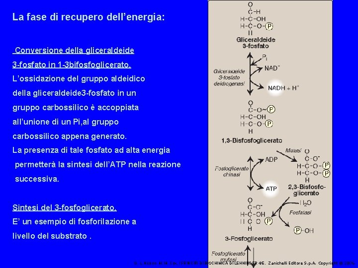 La fase di recupero dell’energia: Conversione della gliceraldeide 3 -fosfato in 1 -3 bifosfoglicerato.