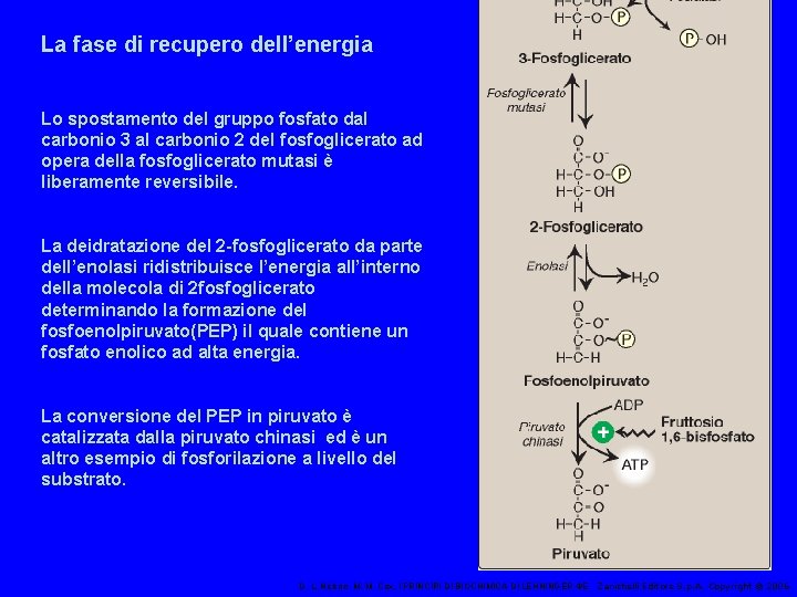 La fase di recupero dell’energia Lo spostamento del gruppo fosfato dal carbonio 3 al