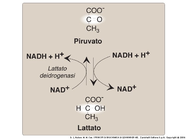 D. L. Nelson, M. M. Cox, I PRINCIPI DI BIOCHIMICA DI LEHNINGER 4/E, Zanichelli