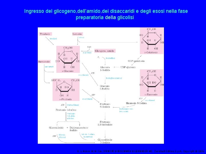 Ingresso del glicogeno, dell’amido, dei disaccaridi e degli esosi nella fase preparatoria della glicolisi