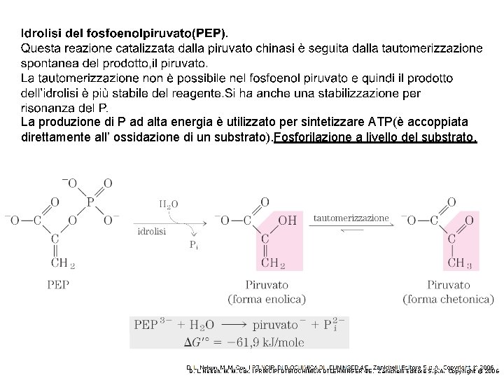 La produzione di P ad alta energia è utilizzato per sintetizzare ATP(è accoppiata direttamente