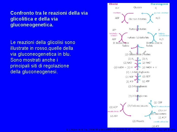 Confronto tra le reazioni della via glicolitica e della via gluconeogenetica. Le reazioni della