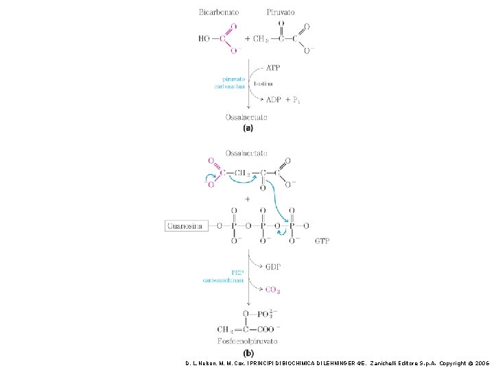 D. L. Nelson, M. M. Cox, I PRINCIPI DI BIOCHIMICA DI LEHNINGER 4/E, Zanichelli