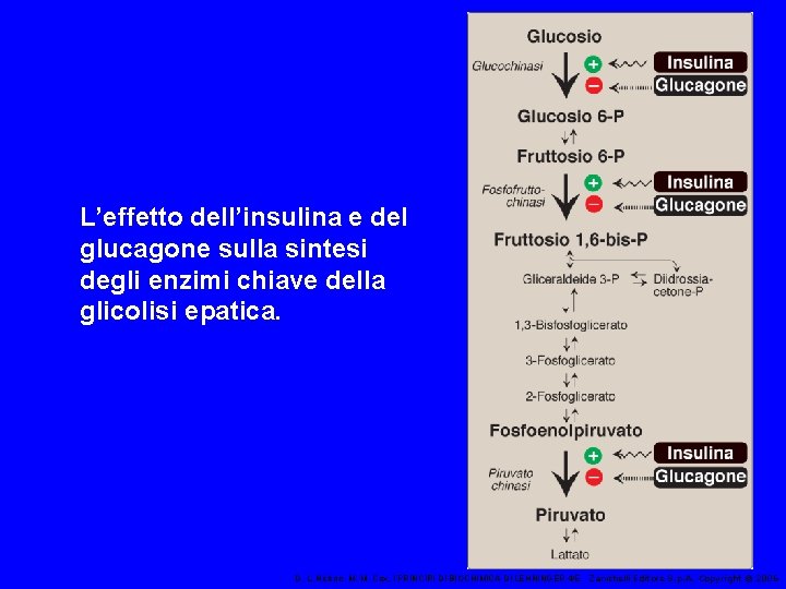 L’effetto dell’insulina e del glucagone sulla sintesi degli enzimi chiave della glicolisi epatica. D.